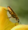 Oedemera podagrariae